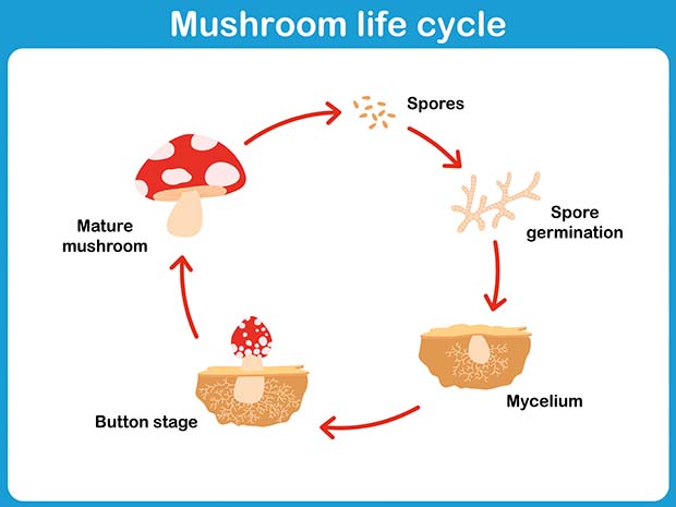 LIVE Mycelium Seeds Spores Grow IMPERATOR SHIITAKE MUSHROOM fungus 2017 Manual 