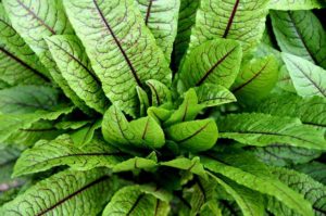 How to grow sorrel: Why you need to plant this lemony perennial