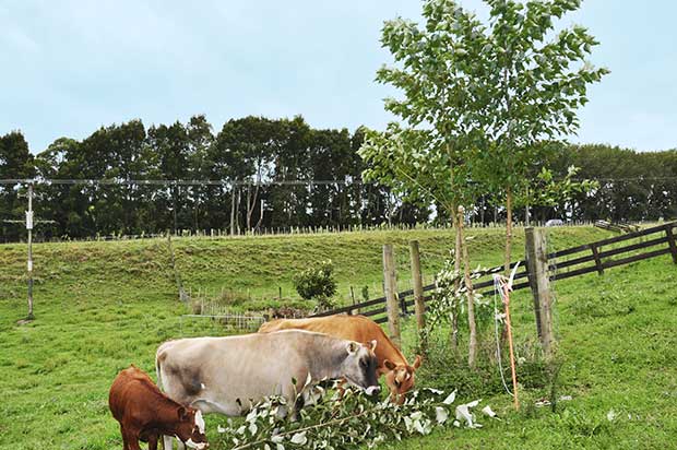 The most beneficial trees for livestock