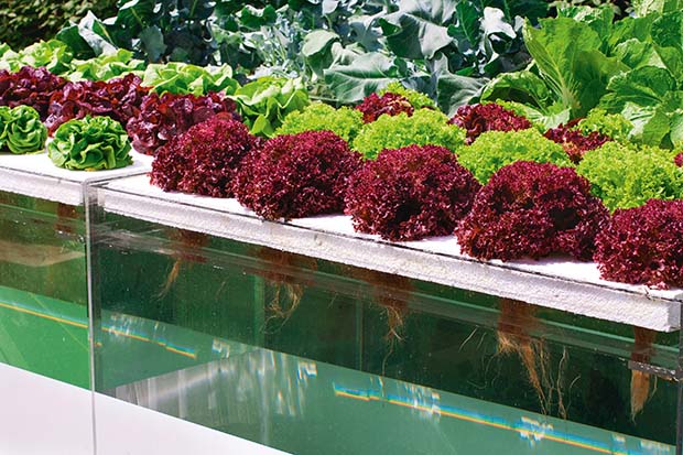 beginner hydroponics DWC system