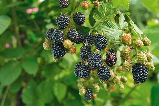 How To Control Wild Blackberry, Does Roundup Kill Wild Blackberries