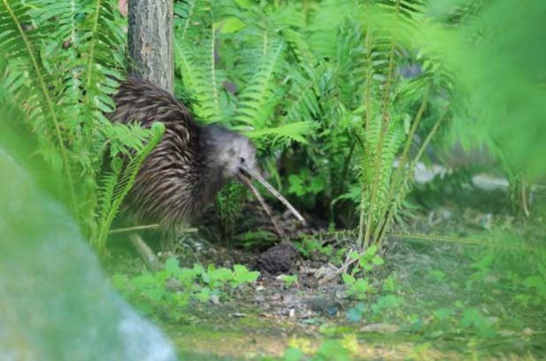 brown kiwi in New Zealand forest