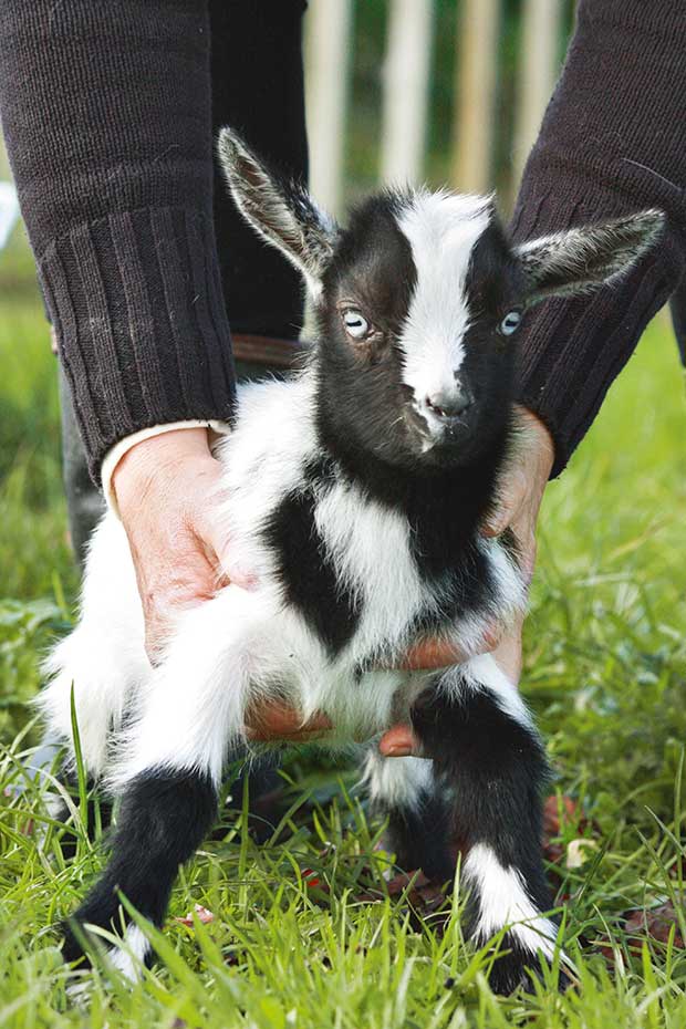 Smallest Goat Breed