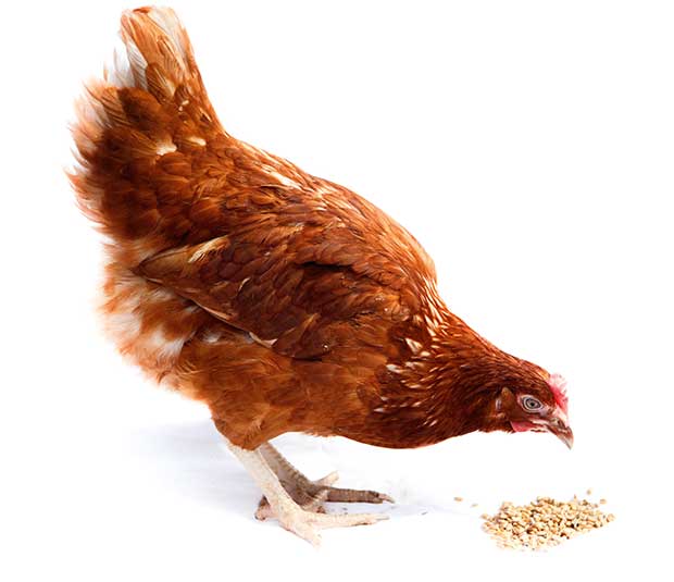Calcium Rich Foods For Hens
