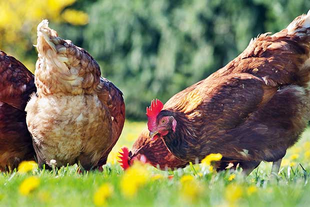 What To Feed Your Chickens From Chicks To Egg-Laying Hens