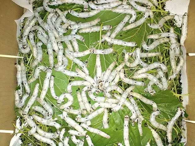 Why silkworm caterpillars make fantastic and unusual pets