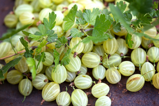 Why you should give gooseberries a second chance