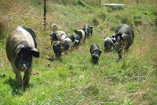 20+ Low Cost Pig Feed Options To Help Grow Tasty Pork