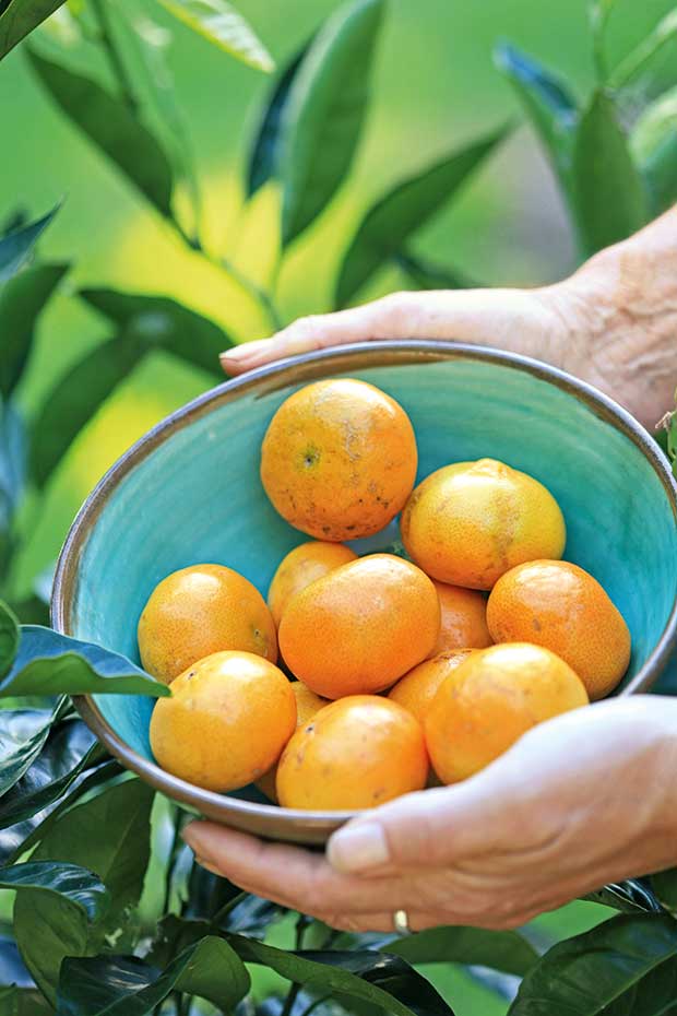 Tips for growing citrus trees in small spaces and containers