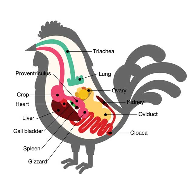 Poultry Anatomy 101 What Happens When A Chicken Eats