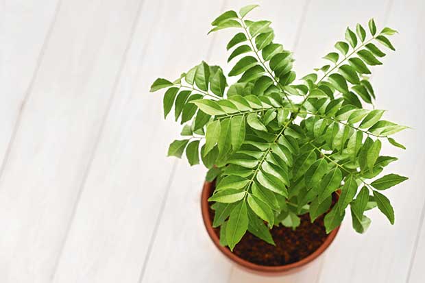 WillowswayW 100Pcs/Pack Curry Leaf Tree Seeds,Petted Culinary Herb Plant for Garden Office Bonsai Decor Curry Seeds