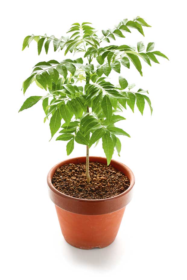 WillowswayW 100Pcs/Pack Curry Leaf Tree Seeds,Petted Culinary Herb Plant for Garden Office Bonsai Decor Curry Seeds