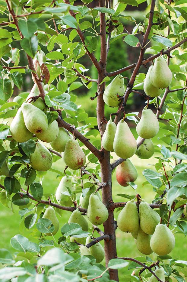 Fruit Trees Home Gardening Apple Cherry Pear Plum Winter Fruit