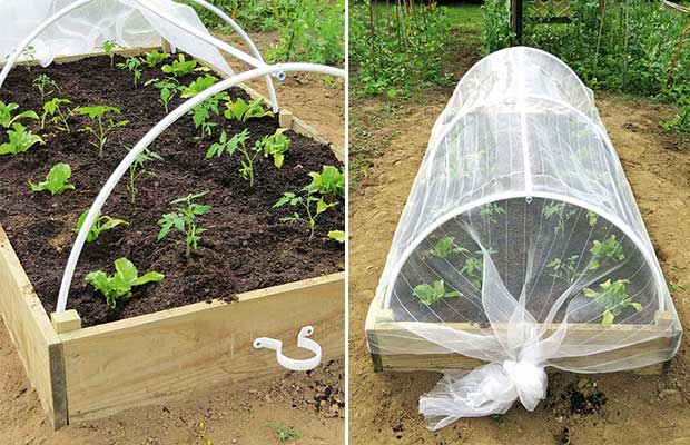 Diy Project Make A Garden Cloche To Protect Your Plants Thisnzlife