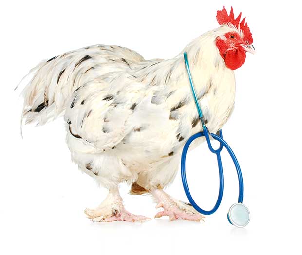 6 home remedies for a sick chicken: Reduce swelling with honey, use  molasses as a laxative, acidify the crop with white vinegar