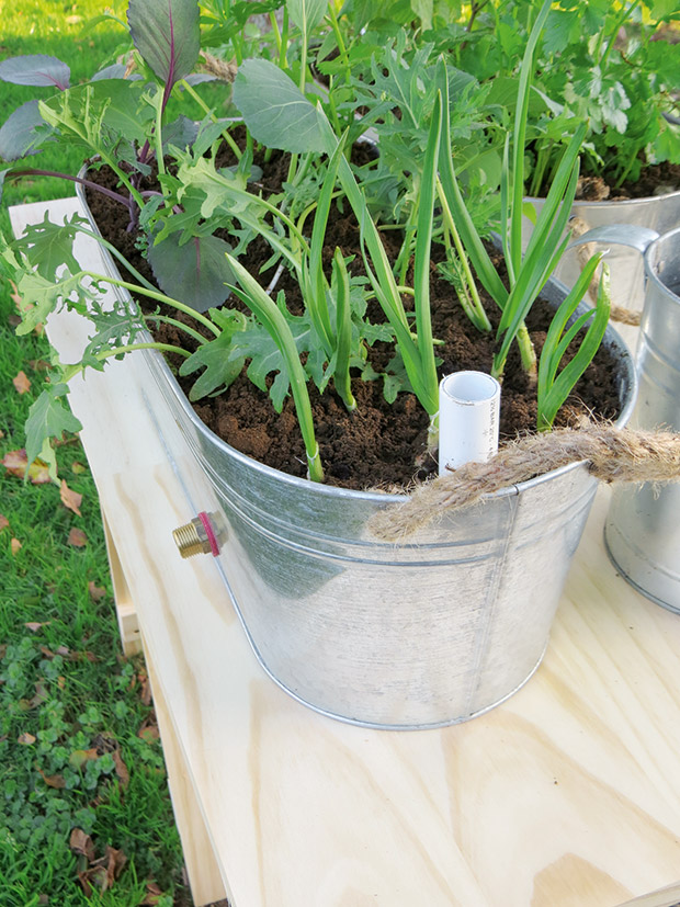 Make A Self Watering Container Garden, How To Build A Self Watering Garden