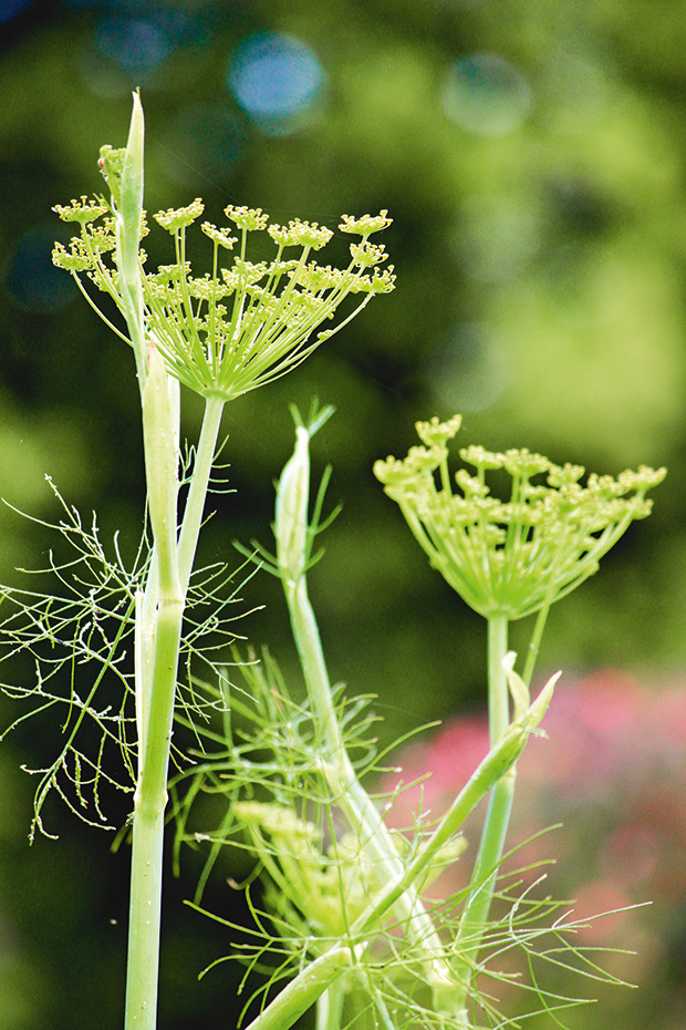 What Is Fennel Pollen and How Do You Use It?