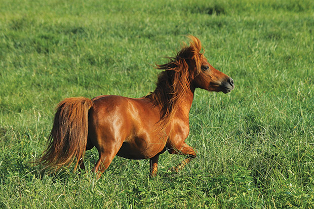 What is the difference between a miniature horse and a pony