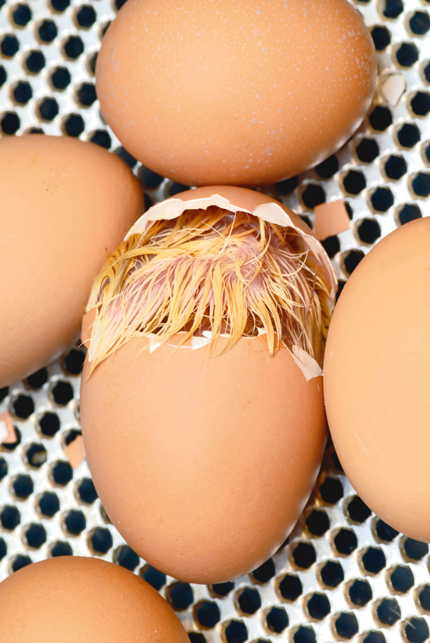 How to determine if you've got a dud egg (and what it can teach you)