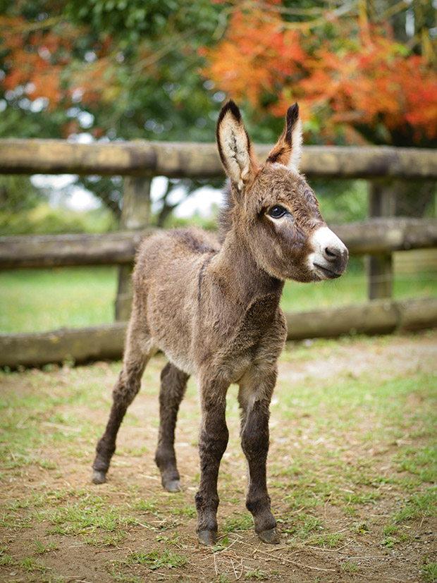 Baby donkey troubles: A Mamaku donkey rescuer explains the sad reality for  many donkeys in New Zealand