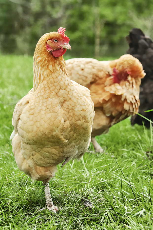 5 reasons your chicken may be limping