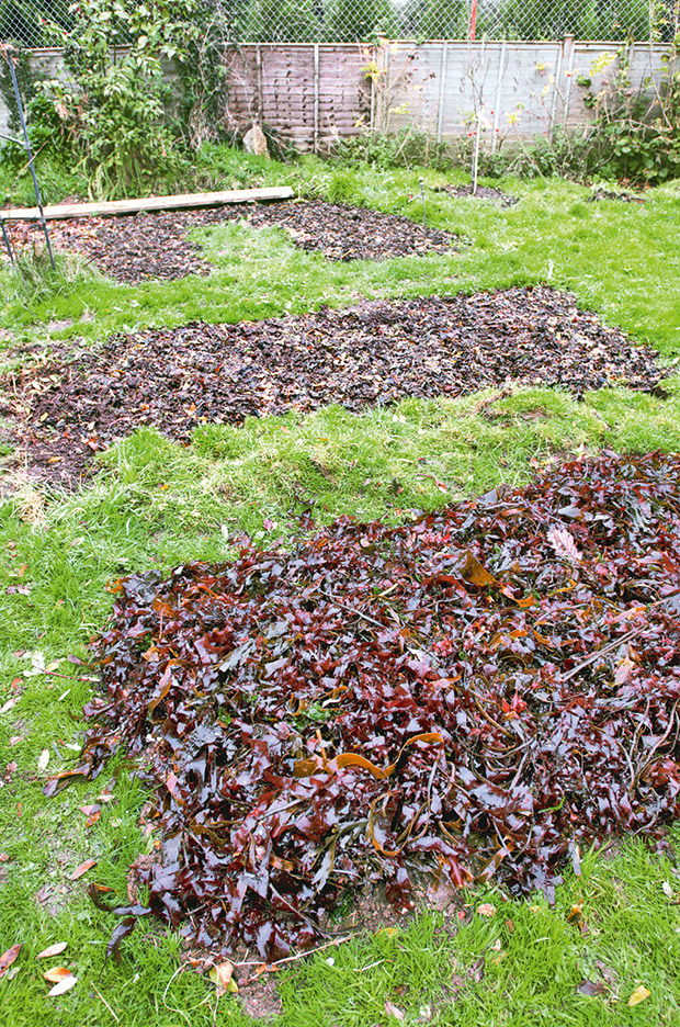 Image of Flower bed covered in seaweed mulch
