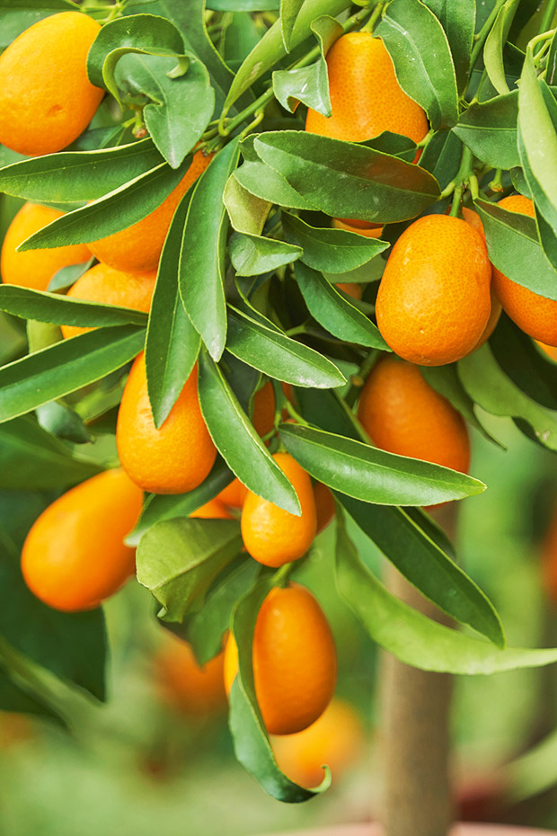 5 delicious ways to use kumquats: Preserved Kumquat, Kumquat Tart, Kumquat Liqueur, Upside Down Kumquat Cake, Kumquat Jam