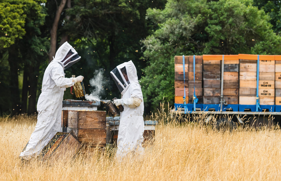Meet the fifth generation of beekeepers living the sweet life in Wairarapa