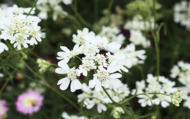  Orlaya grandiflora, Minoan Lace, White Lace Flower