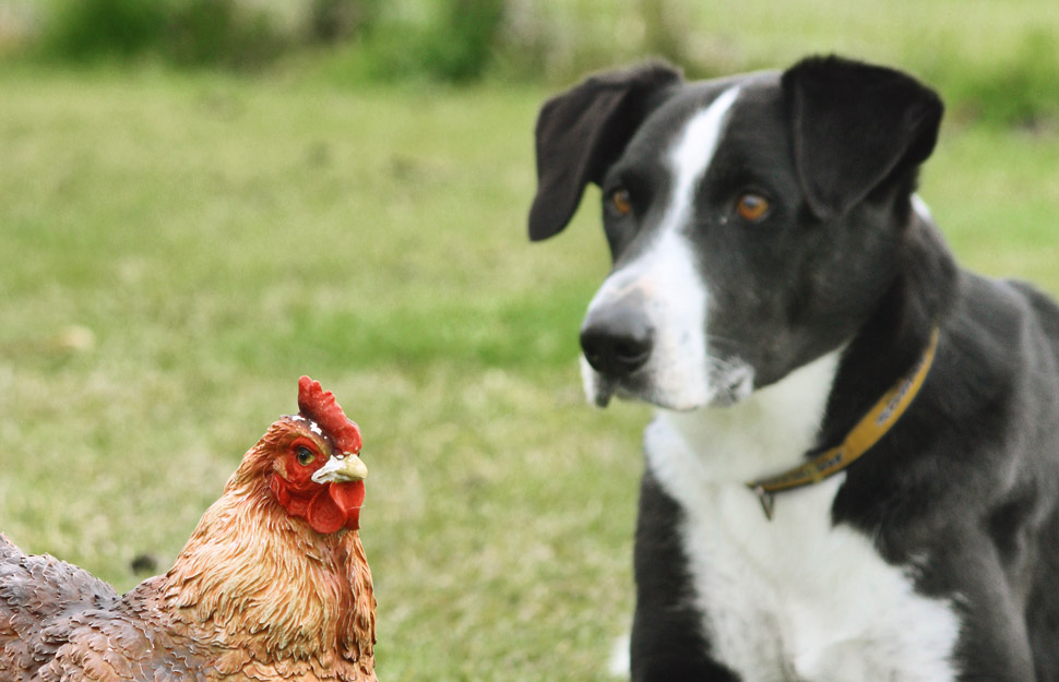 How to train a dog to be friends with your chickens