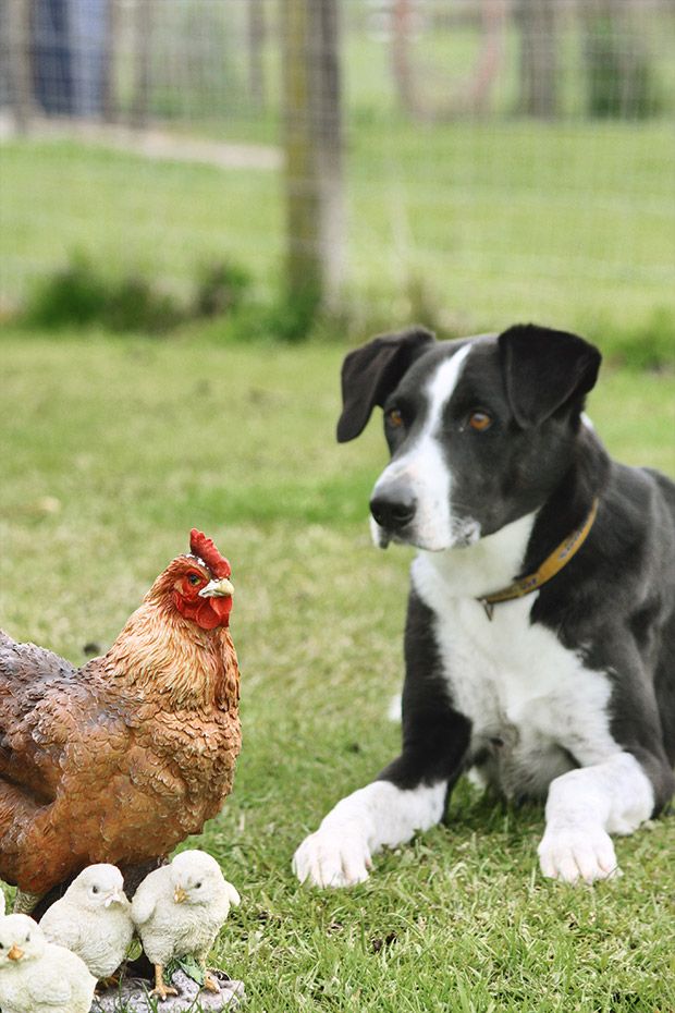 how do you train a bird dog not to kill chickens