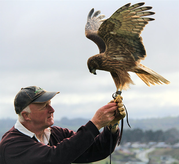 NZ Birds of Prey, NZ Falcon, Harrier