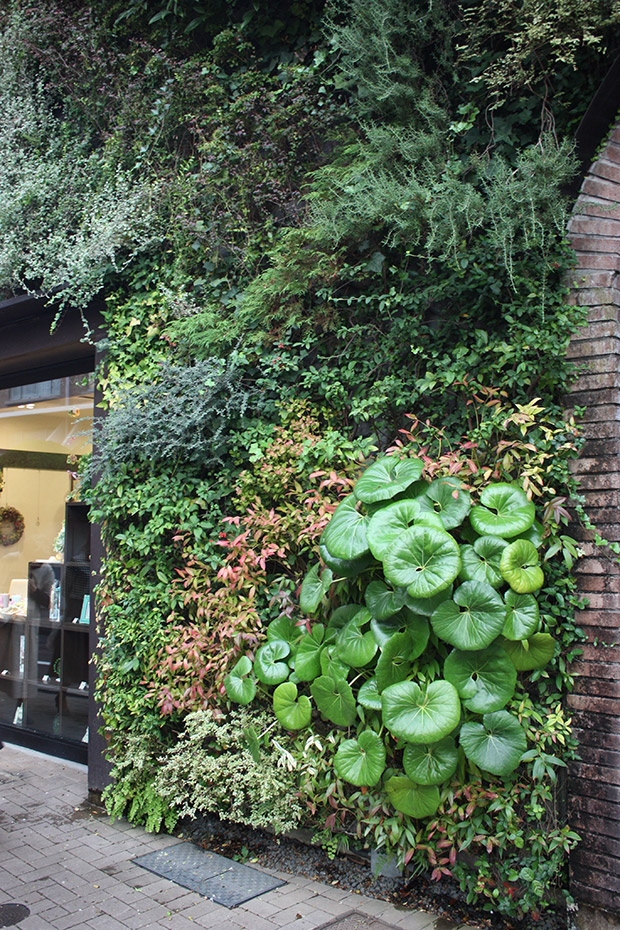 Everything To Know Before Starting A Living Wall (Also Known As Green Wall)