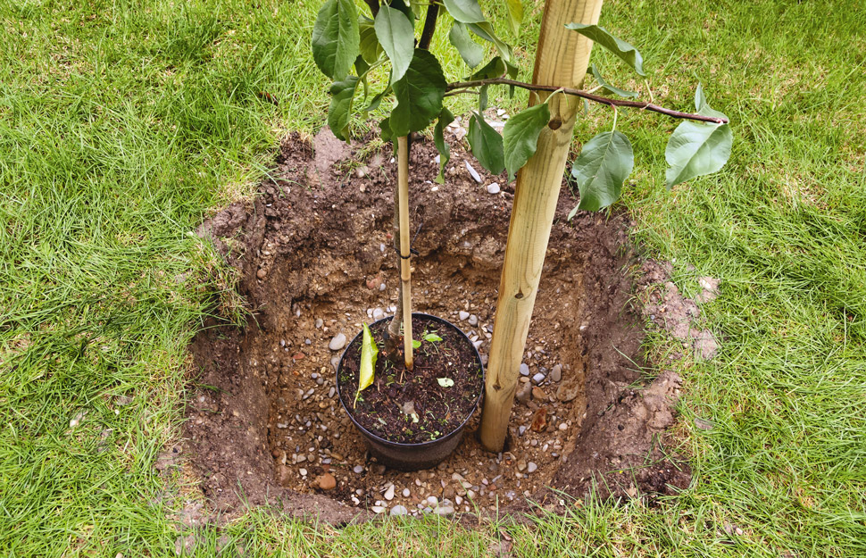 Fruit trees for clay soil nz