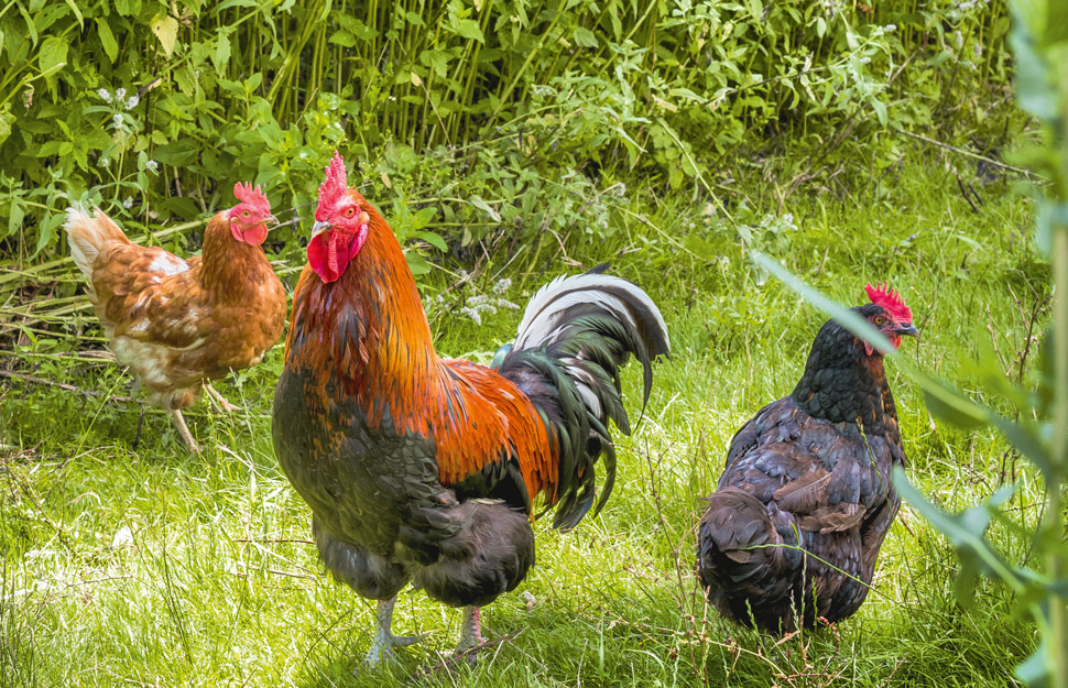 What to plant for happier chickens