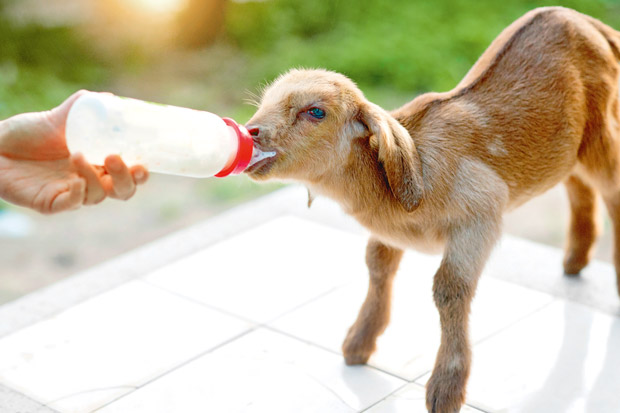 6 tips for bottle-feeding your animals safely