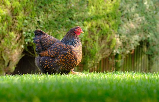 5 reasons your chicken may be limping