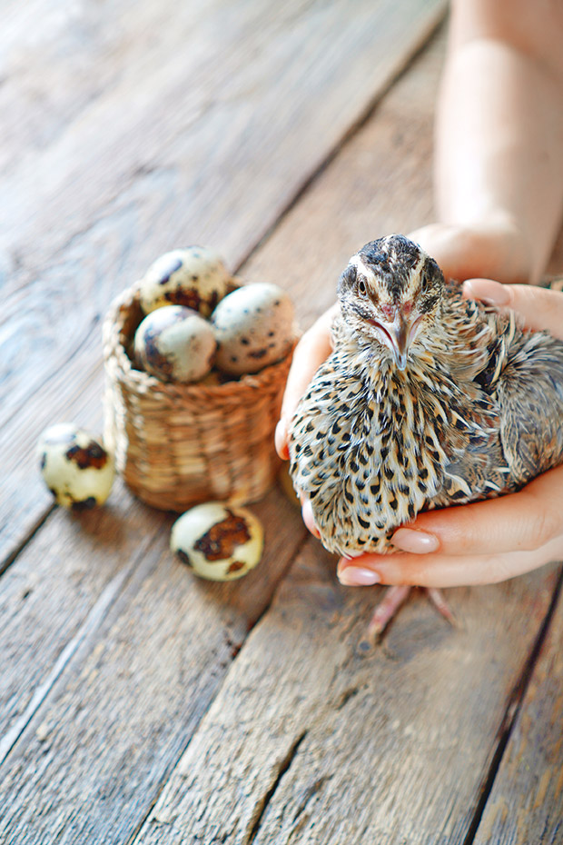 japanese quail farming