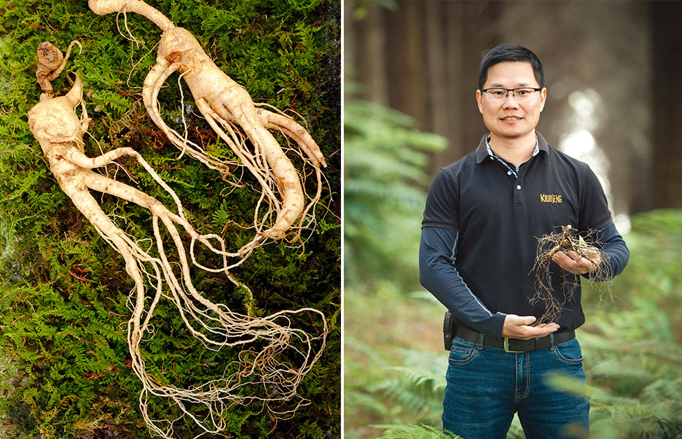 The secret (and expensive) world of growing ginseng in New Zealand