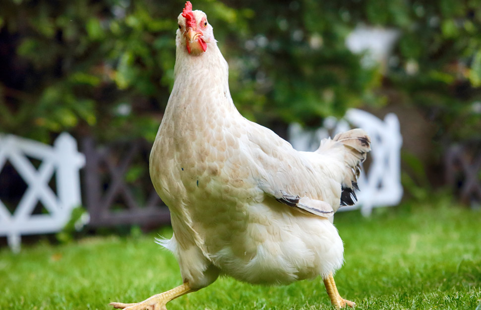 What to do when your chicken breaks a nail