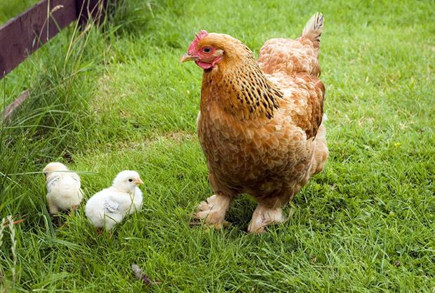 Generic hen with two chicks in the grass. 