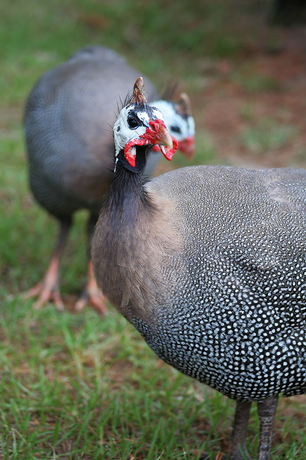Guinea fowl: The peculiar bird with a plethora of uses