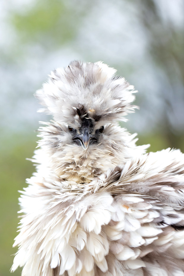 Frizzle chicken with fluffy feathers. 