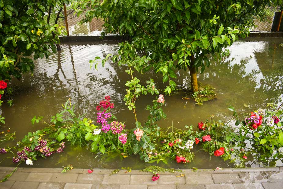 Gardening after a flood: Kate Wall shares how to restore your soil and save  stressed trees